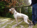 Pedigree MUTINENSIS ZOLFO Pedigree MUTINENSIS ZOLFO